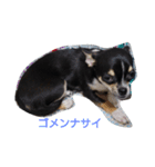 COCOのいつもの日々（個別スタンプ：8）