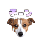 ジャックラッセル はなうめ（個別スタンプ：6）