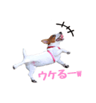 ジャックラッセル はなうめ（個別スタンプ：8）