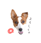 ジャックラッセル はなうめ（個別スタンプ：10）