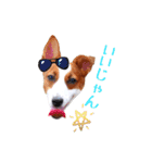 ジャックラッセル はなうめ（個別スタンプ：11）