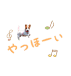 ジャックラッセル はなうめ（個別スタンプ：13）