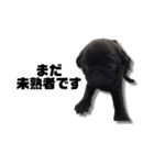 迷犬みかん（個別スタンプ：2）
