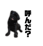 迷犬みかん（個別スタンプ：3）