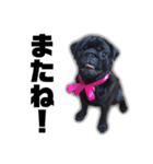 迷犬みかん（個別スタンプ：5）