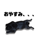 迷犬みかん（個別スタンプ：6）