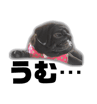 迷犬みかん（個別スタンプ：8）