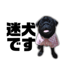 迷犬みかん（個別スタンプ：9）
