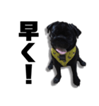 迷犬みかん（個別スタンプ：12）