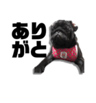 迷犬みかん（個別スタンプ：14）