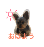 テツトのスタンプ（個別スタンプ：1）
