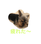 テツトのスタンプ（個別スタンプ：14）
