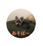 テツトのスタンプ（個別スタンプ：16）