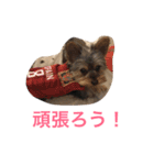 テツトのスタンプ（個別スタンプ：22）