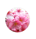 あなたに花を 心から。（個別スタンプ：8）