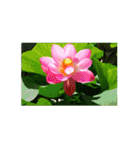 あなたに花を 心から。（個別スタンプ：11）