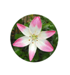 あなたに花を 心から。（個別スタンプ：14）
