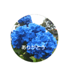 あなたに花を 心から。（個別スタンプ：18）