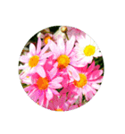 あなたに花を 心から。（個別スタンプ：19）