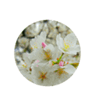 あなたに花を 心から。（個別スタンプ：22）