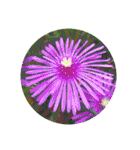 あなたに花を 心から。（個別スタンプ：33）