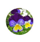 あなたに花を 心から。（個別スタンプ：34）