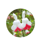 あなたに花を 心から。（個別スタンプ：36）