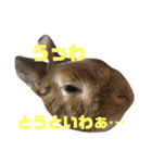 うさぎのつくしくん（個別スタンプ：2）
