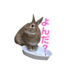 うさぎのつくしくん（個別スタンプ：3）