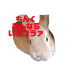 うさぎのつくしくん（個別スタンプ：6）