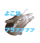 うさぎのつくしくん（個別スタンプ：7）