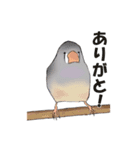 きんかちょう（個別スタンプ：15）