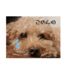 トイプードルまろん（個別スタンプ：3）