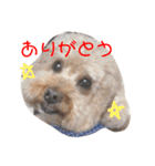 トイプードルまろん（個別スタンプ：8）