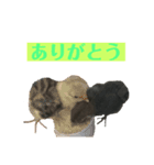 キュートなうずら（個別スタンプ：2）