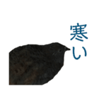 キュートなうずら（個別スタンプ：6）