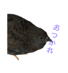 キュートなうずら（個別スタンプ：11）
