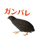 キュートなうずら（個別スタンプ：13）