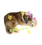 ベス＆キャディー（個別スタンプ：4）