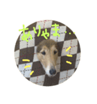 ベス＆キャディー（個別スタンプ：9）