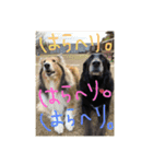 ベス＆キャディー（個別スタンプ：15）