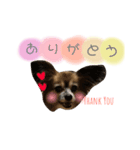 犬のルイちゃん（個別スタンプ：4）