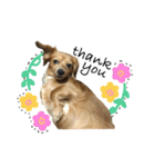 愛犬ナオ(チワックス)（個別スタンプ：1）
