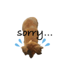 愛犬ナオ(チワックス)（個別スタンプ：2）