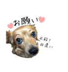 愛犬ナオ(チワックス)（個別スタンプ：3）
