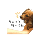 愛犬ナオ(チワックス)（個別スタンプ：4）