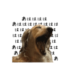 愛犬ナオ(チワックス)（個別スタンプ：5）