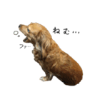 愛犬ナオ(チワックス)（個別スタンプ：6）