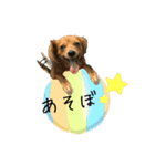 愛犬ナオ(チワックス)（個別スタンプ：8）
