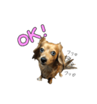愛犬ナオ(チワックス)（個別スタンプ：9）